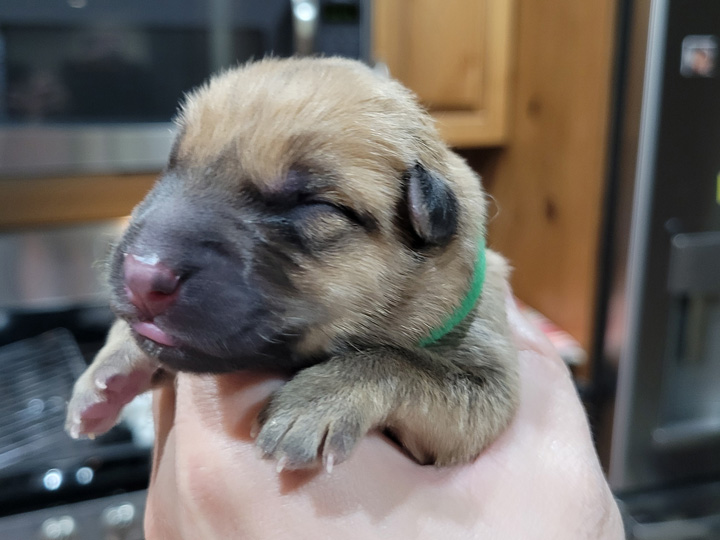 chinook puppy